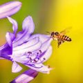 AnyConv.com__αλλεργία σε σφήκα - μέλισσα